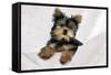 Yorkshire Terrier Puppy-null-Framed Stretched Canvas