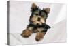 Yorkshire Terrier Puppy-null-Stretched Canvas