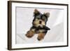 Yorkshire Terrier Puppy-null-Framed Photographic Print