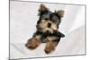 Yorkshire Terrier Puppy-null-Mounted Photographic Print