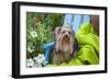 Yorkshire Terrier sitting on blue chair with green fabric-Zandria Muench Beraldo-Framed Photographic Print