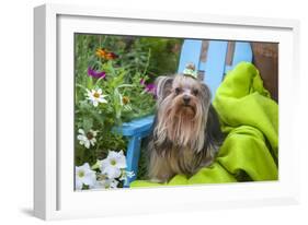 Yorkshire Terrier sitting on blue chair with green fabric-Zandria Muench Beraldo-Framed Photographic Print