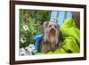 Yorkshire Terrier sitting on blue chair with green fabric-Zandria Muench Beraldo-Framed Photographic Print