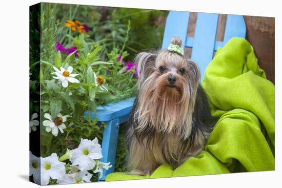 Yorkshire Terrier sitting on blue chair with green fabric-Zandria Muench Beraldo-Stretched Canvas