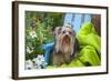 Yorkshire Terrier sitting on blue chair with green fabric-Zandria Muench Beraldo-Framed Photographic Print