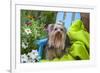 Yorkshire Terrier sitting on blue chair with green fabric-Zandria Muench Beraldo-Framed Photographic Print