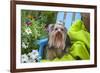 Yorkshire Terrier sitting on blue chair with green fabric-Zandria Muench Beraldo-Framed Photographic Print