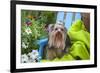 Yorkshire Terrier sitting on blue chair with green fabric-Zandria Muench Beraldo-Framed Photographic Print