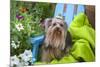Yorkshire Terrier sitting on blue chair with green fabric-Zandria Muench Beraldo-Mounted Photographic Print