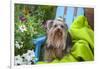 Yorkshire Terrier sitting on blue chair with green fabric-Zandria Muench Beraldo-Framed Photographic Print