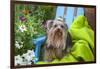 Yorkshire Terrier sitting on blue chair with green fabric-Zandria Muench Beraldo-Framed Photographic Print