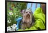 Yorkshire Terrier sitting on blue chair with green fabric-Zandria Muench Beraldo-Framed Photographic Print