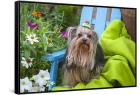 Yorkshire Terrier sitting on blue chair with green fabric-Zandria Muench Beraldo-Framed Stretched Canvas