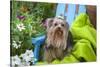 Yorkshire Terrier sitting on blue chair with green fabric-Zandria Muench Beraldo-Stretched Canvas