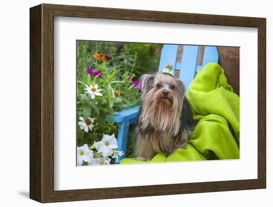 Yorkshire Terrier sitting on blue chair with green fabric-Zandria Muench Beraldo-Framed Photographic Print