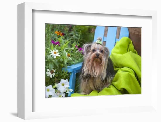 Yorkshire Terrier sitting on blue chair with green fabric-Zandria Muench Beraldo-Framed Photographic Print