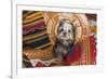 Yorkshire Terrier sitting on Southwestern blankets-Zandria Muench Beraldo-Framed Photographic Print