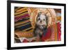 Yorkshire Terrier sitting on Southwestern blankets-Zandria Muench Beraldo-Framed Photographic Print