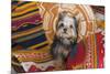 Yorkshire Terrier sitting on Southwestern blankets-Zandria Muench Beraldo-Mounted Photographic Print