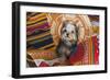 Yorkshire Terrier sitting on Southwestern blankets-Zandria Muench Beraldo-Framed Photographic Print