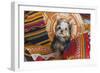 Yorkshire Terrier sitting on Southwestern blankets-Zandria Muench Beraldo-Framed Photographic Print