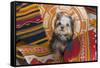 Yorkshire Terrier sitting on Southwestern blankets-Zandria Muench Beraldo-Framed Stretched Canvas