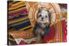 Yorkshire Terrier sitting on Southwestern blankets-Zandria Muench Beraldo-Stretched Canvas
