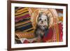 Yorkshire Terrier sitting on Southwestern blankets-Zandria Muench Beraldo-Framed Premium Photographic Print