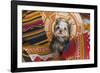 Yorkshire Terrier sitting on Southwestern blankets-Zandria Muench Beraldo-Framed Photographic Print
