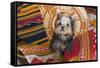 Yorkshire Terrier sitting on Southwestern blankets-Zandria Muench Beraldo-Framed Stretched Canvas