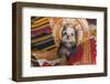 Yorkshire Terrier sitting on Southwestern blankets-Zandria Muench Beraldo-Framed Photographic Print