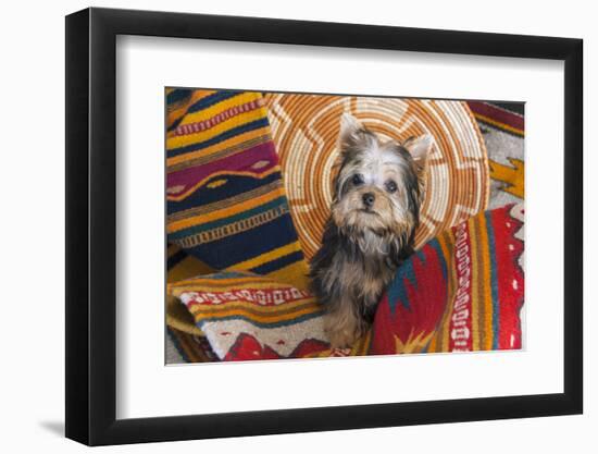 Yorkshire Terrier sitting on Southwestern blankets-Zandria Muench Beraldo-Framed Photographic Print