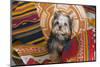 Yorkshire Terrier sitting on Southwestern blankets-Zandria Muench Beraldo-Mounted Photographic Print