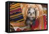 Yorkshire Terrier sitting on Southwestern blankets-Zandria Muench Beraldo-Framed Stretched Canvas