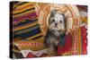 Yorkshire Terrier sitting on Southwestern blankets-Zandria Muench Beraldo-Stretched Canvas