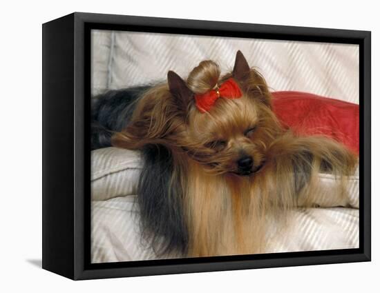 Yorkshire Terrier Sleeping on Cushion-Adriano Bacchella-Framed Stretched Canvas