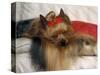 Yorkshire Terrier Sleeping on Cushion-Adriano Bacchella-Stretched Canvas