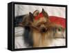 Yorkshire Terrier Sleeping on Cushion-Adriano Bacchella-Framed Stretched Canvas