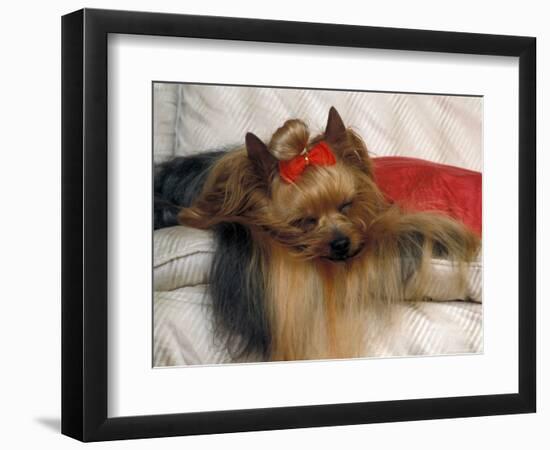 Yorkshire Terrier Sleeping on Cushion-Adriano Bacchella-Framed Premium Photographic Print