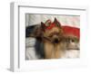 Yorkshire Terrier Sleeping on Cushion-Adriano Bacchella-Framed Premium Photographic Print