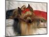 Yorkshire Terrier Sleeping on Cushion-Adriano Bacchella-Mounted Premium Photographic Print