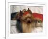 Yorkshire Terrier Sleeping on Cushion-Adriano Bacchella-Framed Photographic Print