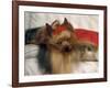 Yorkshire Terrier Sleeping on Cushion-Adriano Bacchella-Framed Photographic Print