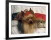 Yorkshire Terrier Sleeping on Cushion-Adriano Bacchella-Framed Photographic Print