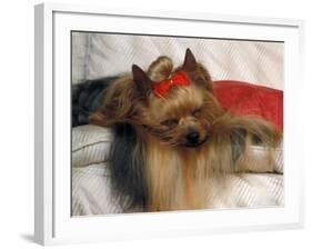 Yorkshire Terrier Sleeping on Cushion-Adriano Bacchella-Framed Photographic Print