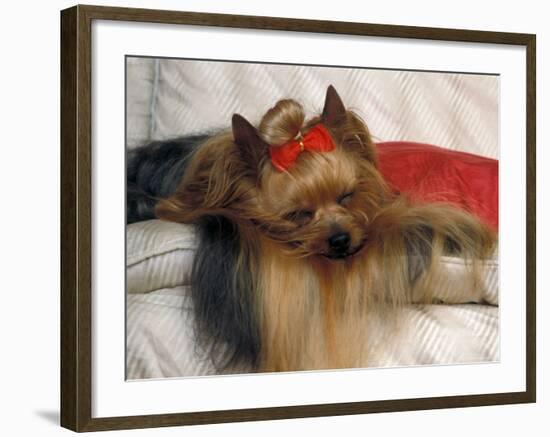 Yorkshire Terrier Sleeping on Cushion-Adriano Bacchella-Framed Photographic Print