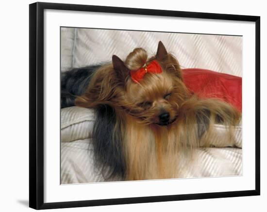 Yorkshire Terrier Sleeping on Cushion-Adriano Bacchella-Framed Photographic Print