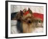 Yorkshire Terrier Sleeping on Cushion-Adriano Bacchella-Framed Photographic Print