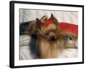 Yorkshire Terrier Sleeping on Cushion-Adriano Bacchella-Framed Photographic Print