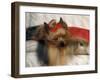 Yorkshire Terrier Sleeping on Cushion-Adriano Bacchella-Framed Photographic Print